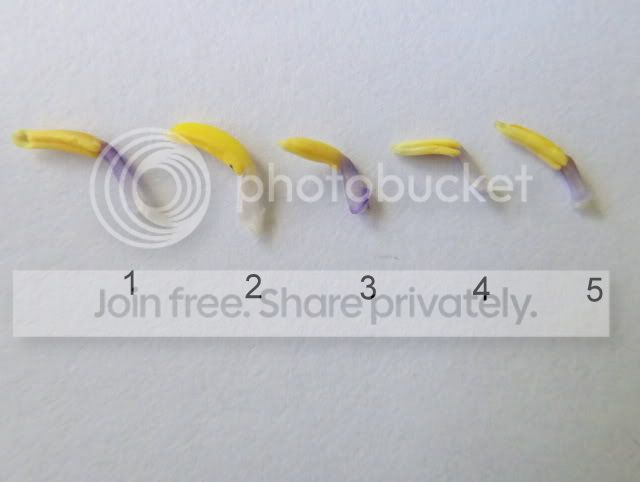 Byblis_species_stamens.jpg