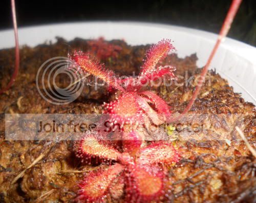 Dvenusta_6-7-11.jpg