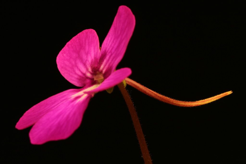 IMG_6415_zpsxtq5qtb5.jpg