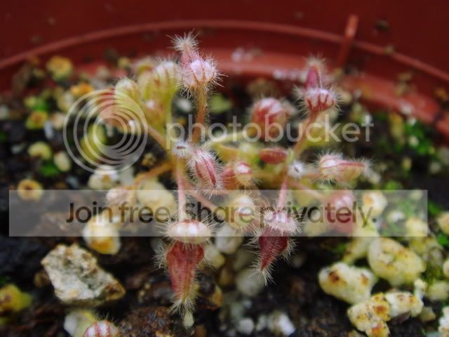 vasek_seedling.jpg