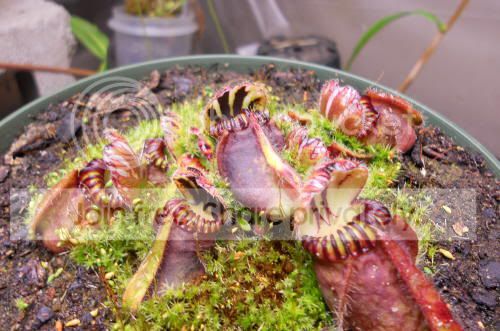 cephalotus_3-11-11.jpg
