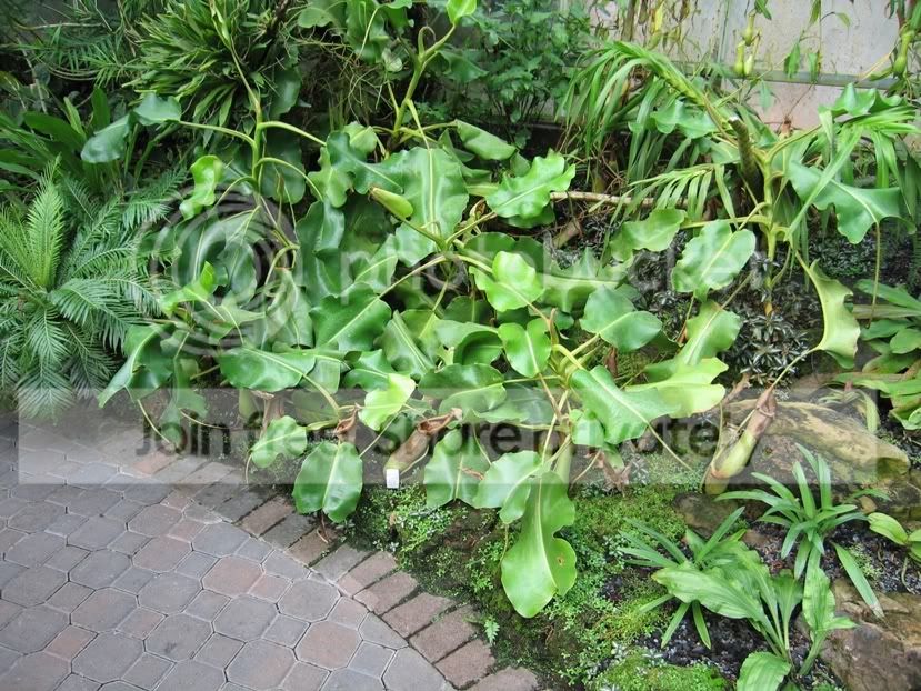 ABGtruncata3.jpg