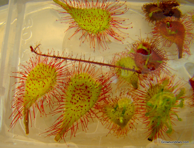 sundew_leaf_cuttings.JPG