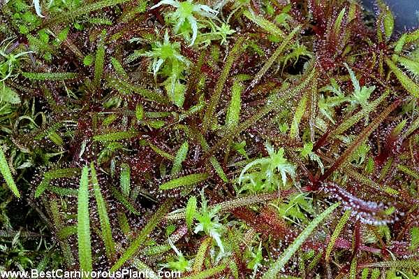 Drosera_adelae_Giant_Copyright_P_Dzik.jpg