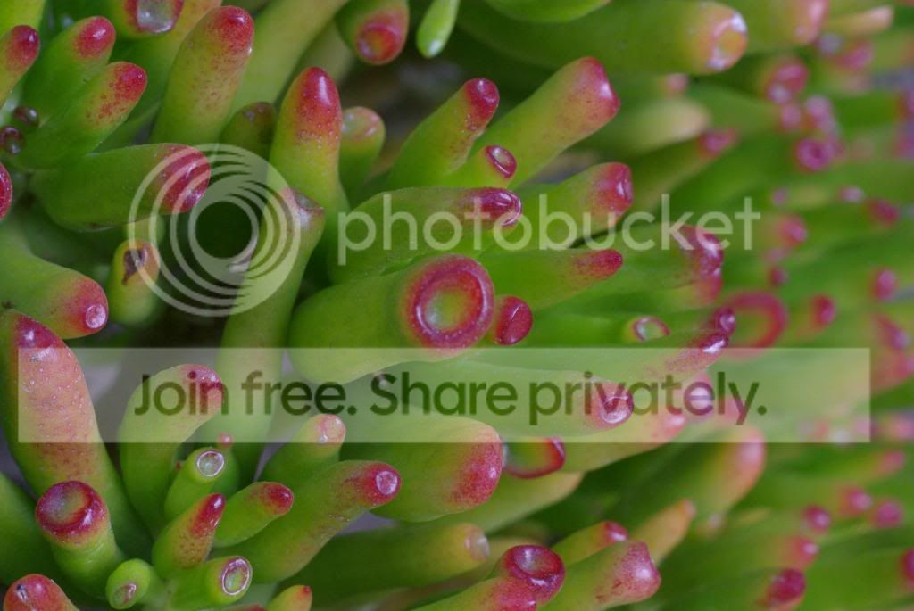 IMGP4317.jpg