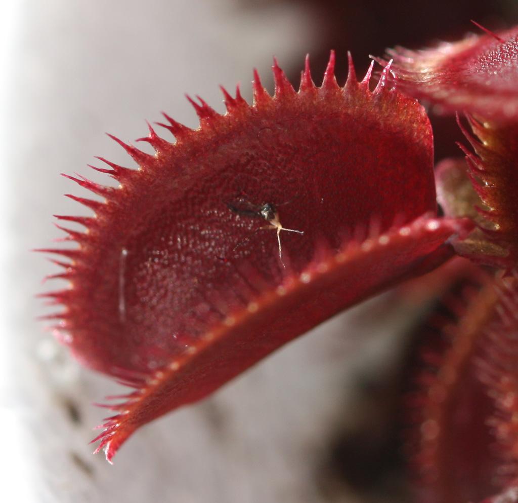 Red_Sawtooth1.jpg