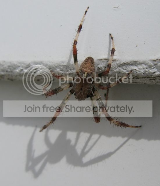 IMG_9730-spider-on-garage-August-1-2012.jpg