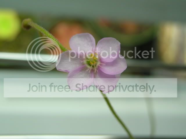 DSCN4695.jpg