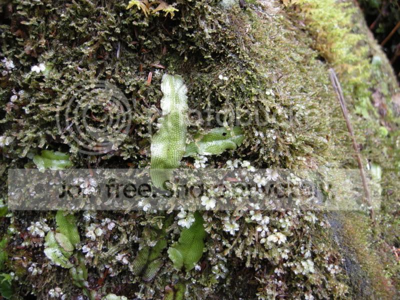 DSCN5930.jpg