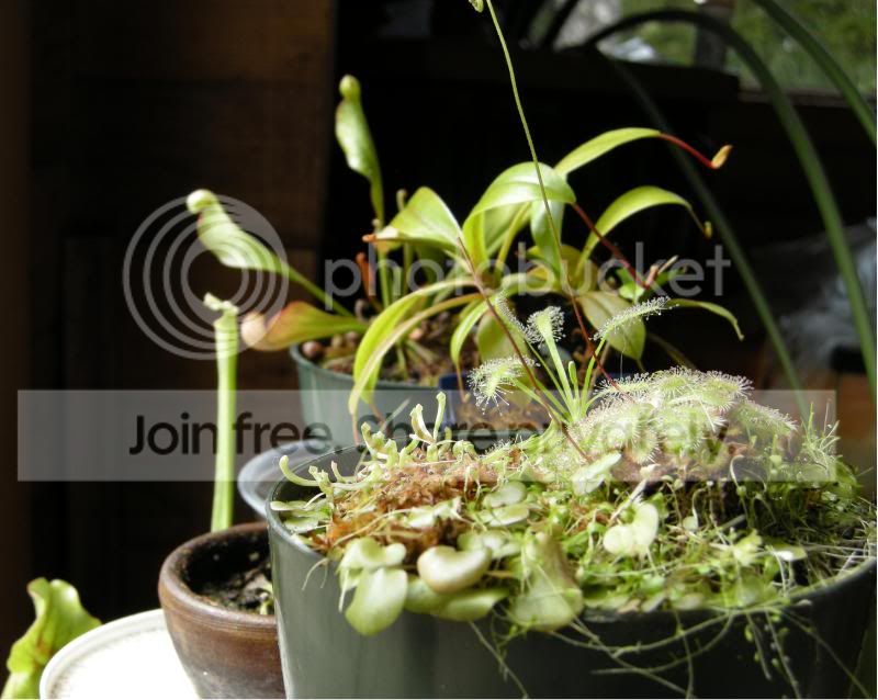 DSCN5907.jpg