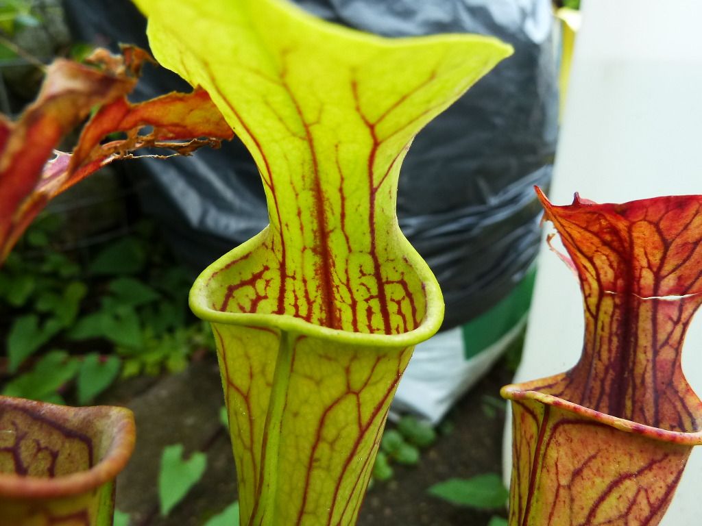 plants10032012052.jpg