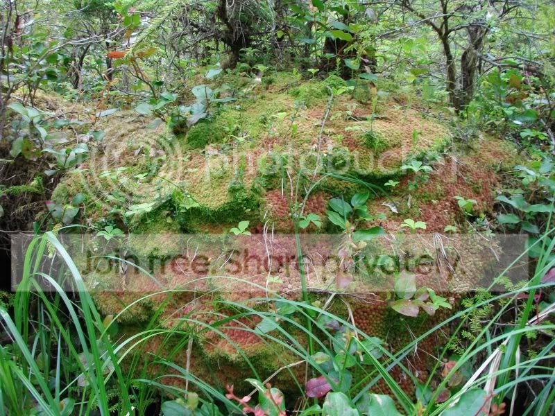 SANY0527.jpg