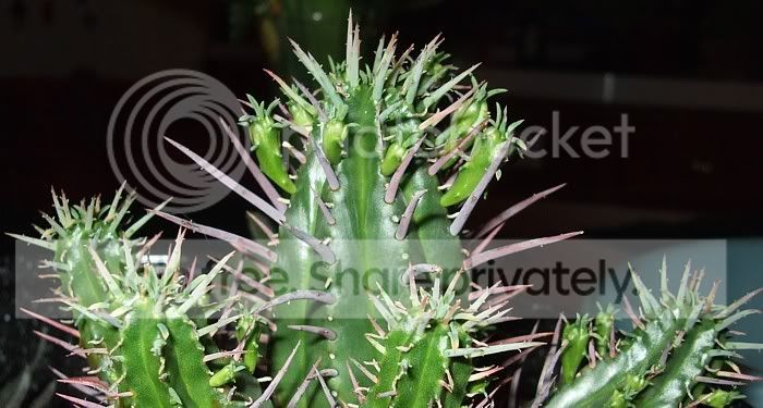 Cactiandsucculents2012.jpg
