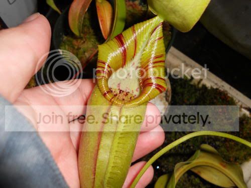 Novata_5-6-11.jpg