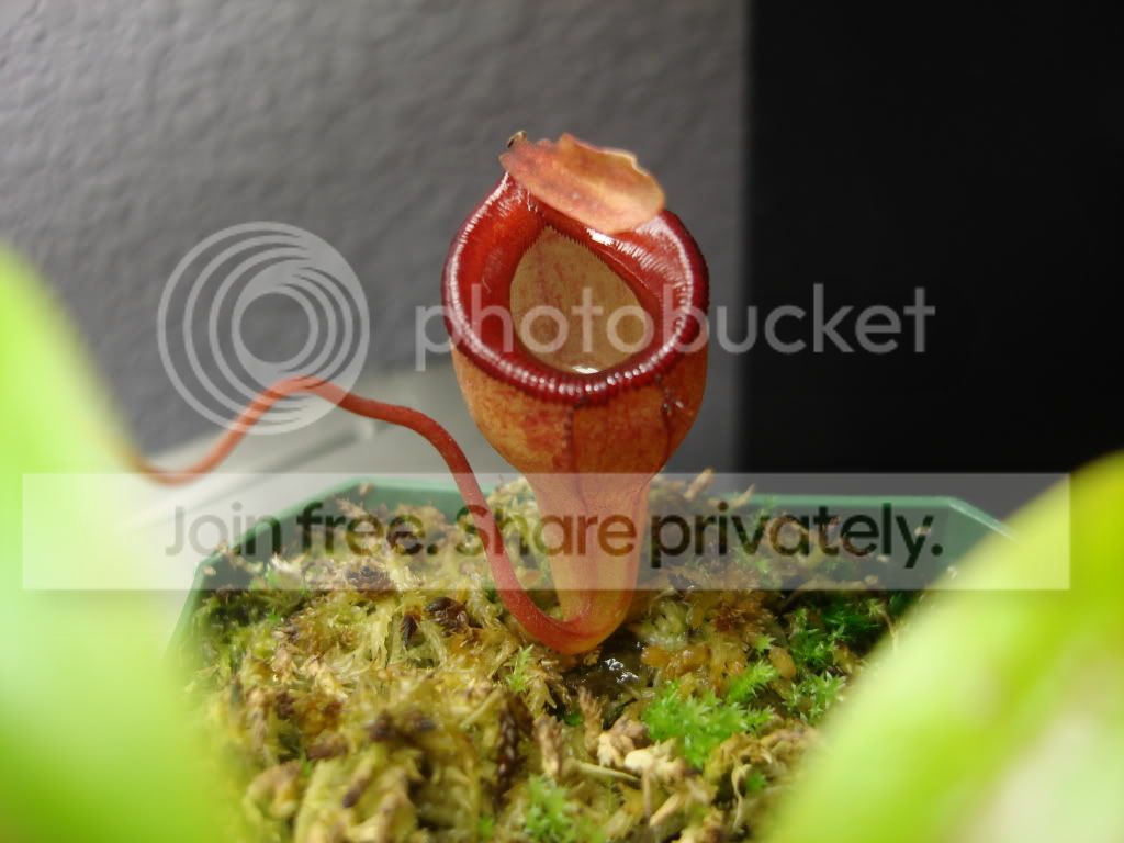 jambanupdates003.jpg