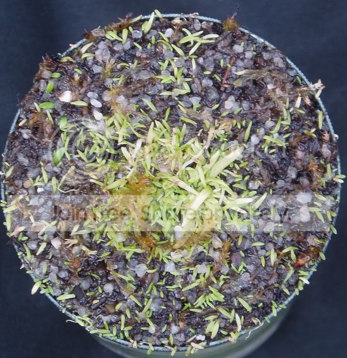 Ugraminifolia090409RS.jpg