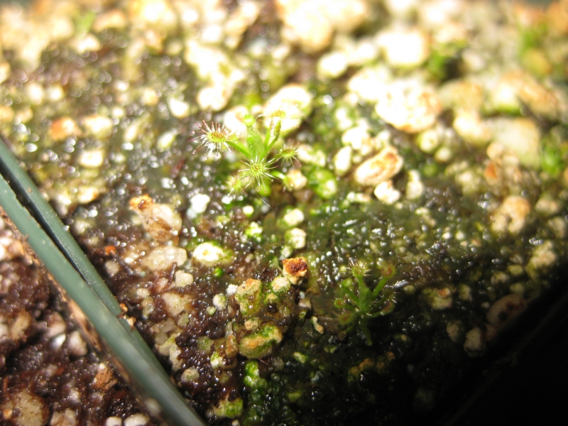 Drosera%20roseana%2001a.jpg