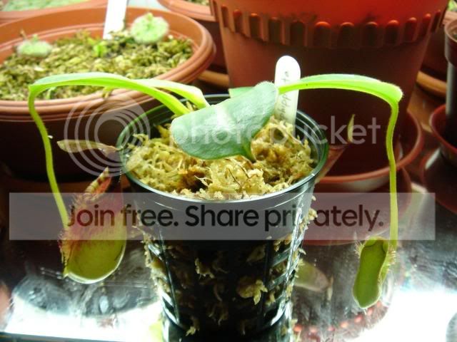 ephippiataplant.jpg