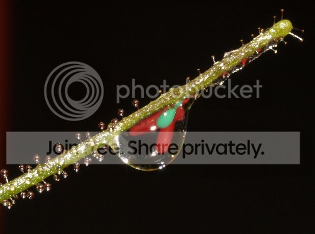 byblis_aquatica_dewdrops5_010912.jpg