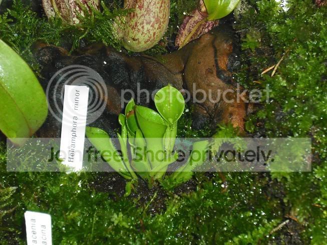 heliamphora.jpg
