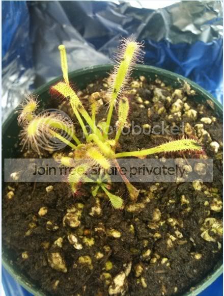 sundew2.jpg