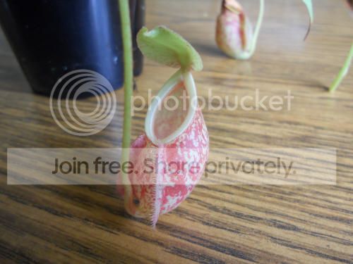 Nhybrid_9-17-12.jpg