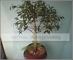FICUSTOOLITTLEBONSAI.jpg