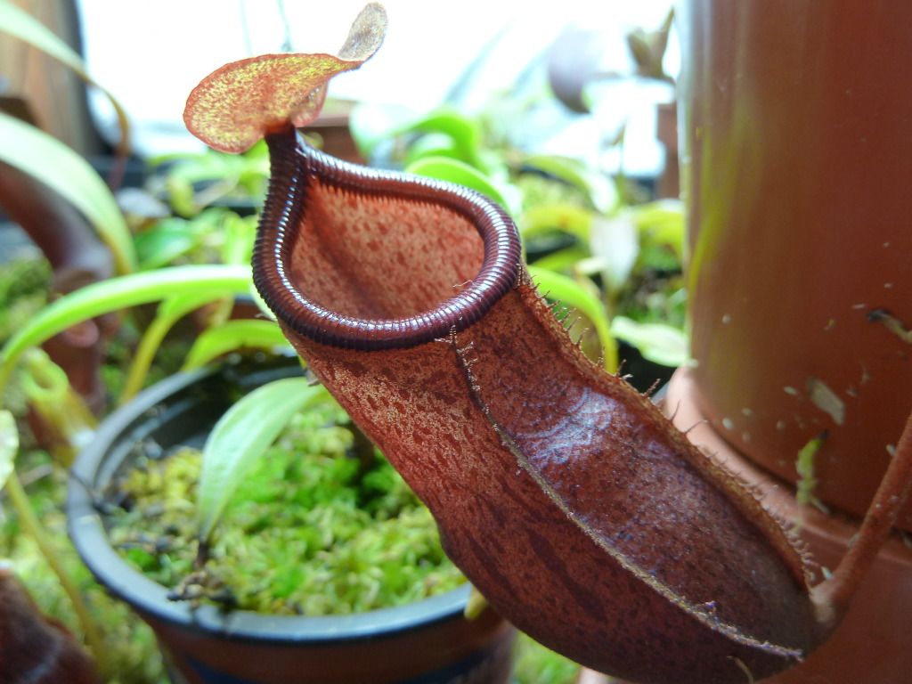 plants10032012030.jpg