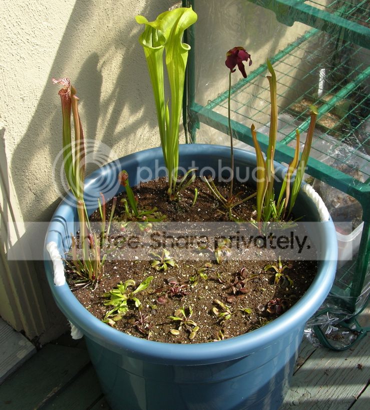 Boggarden_sarrsnew_zps2757ecab.jpg