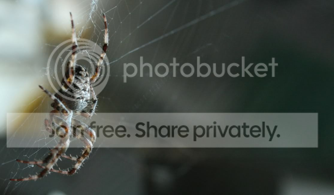 spider2.jpg