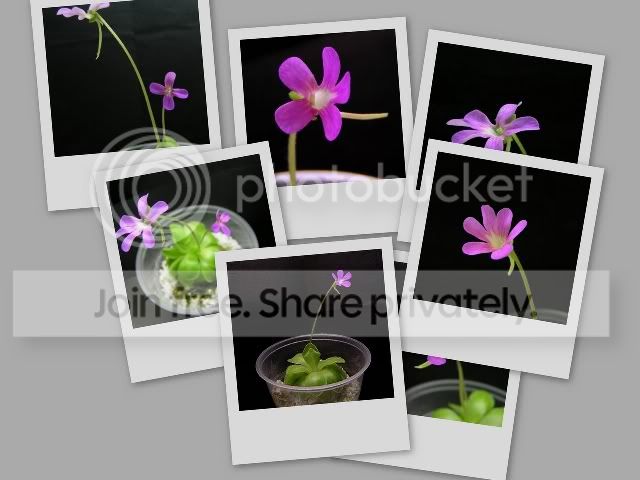 collage2rs.jpg