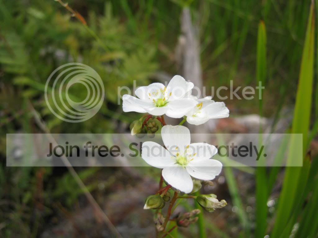 IMG_0020-1_zps073d3f20.jpg