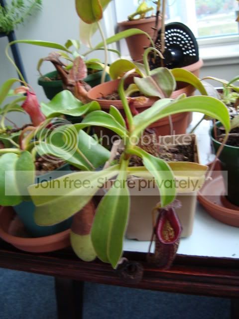 DSC00039.jpg