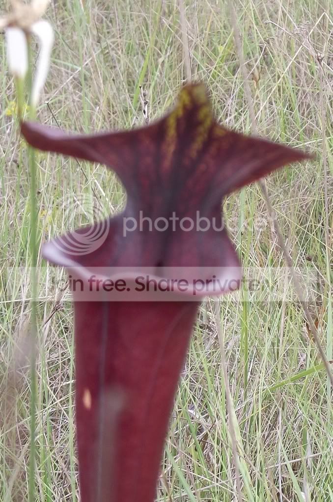 DSCF8270.jpg