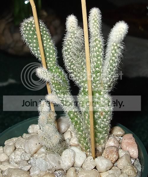 plants017.jpg