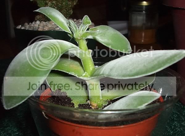 Newcacti015.jpg