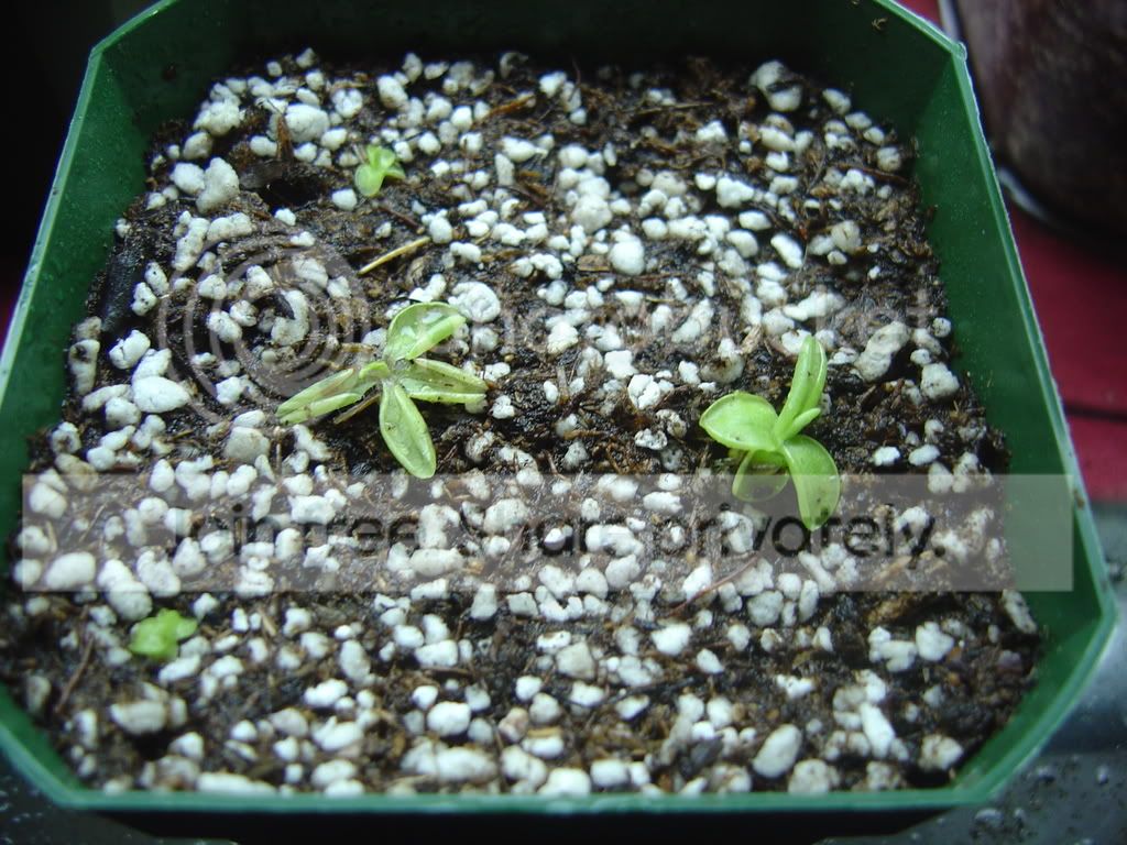 CPsupdate1-31-08001.jpg