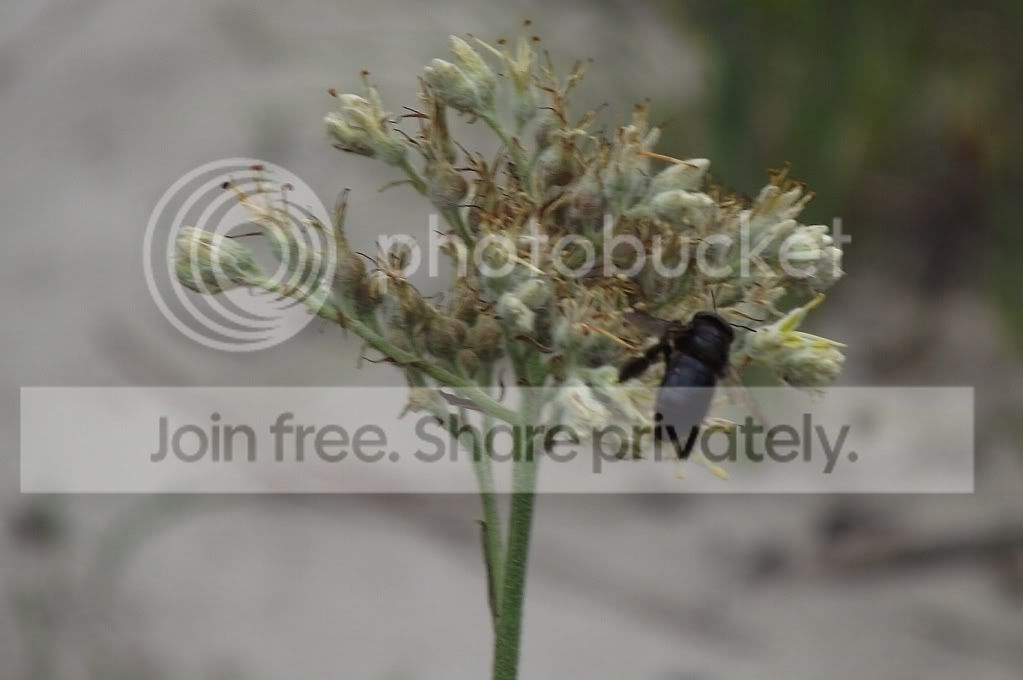 DSCF8691.jpg