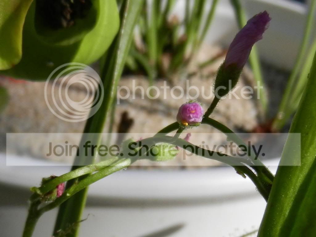 RSCN7422_zps713f8f8f.jpg