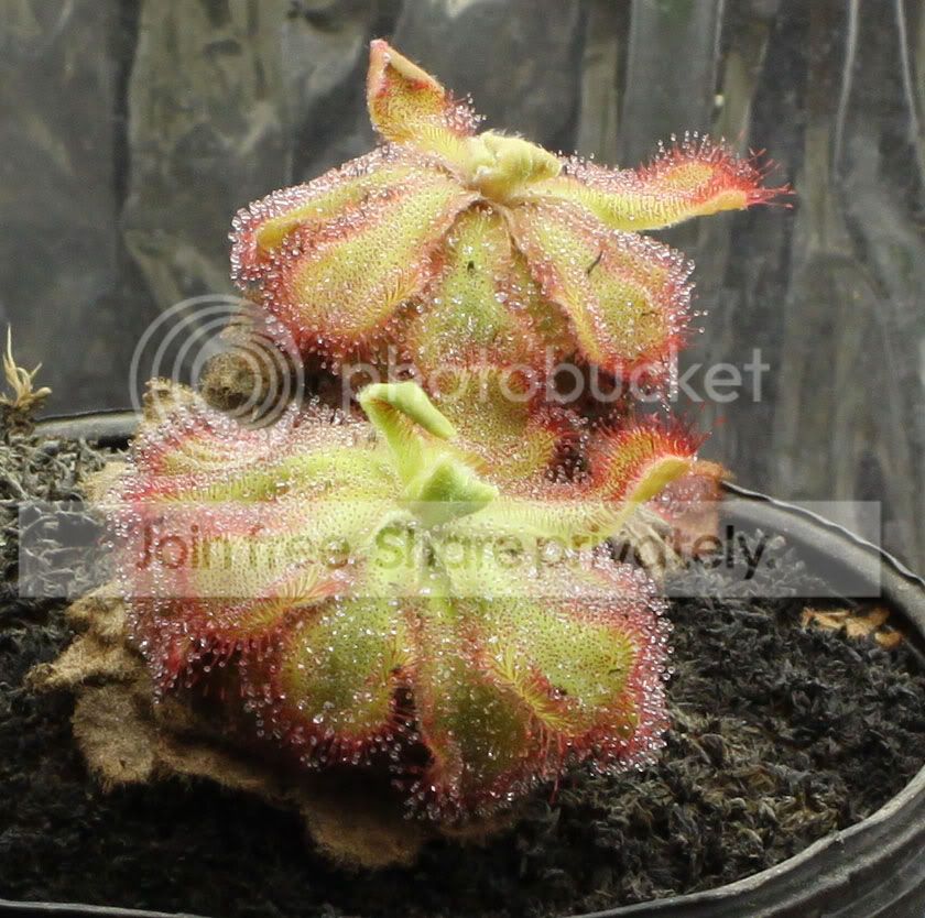 cuneifolia2.jpg