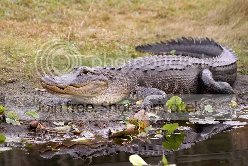 Okee-Everglades614.jpg