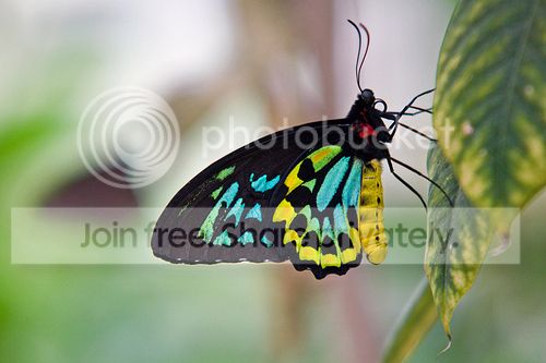 cairnsbirdwing.jpg