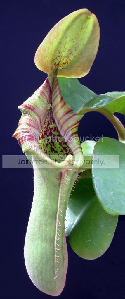 NTRUNCATA-2.jpg