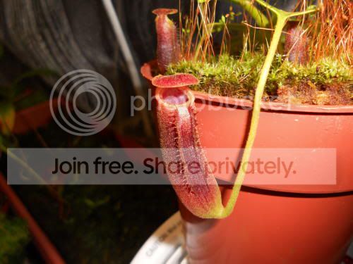 Nlowii_3-24-12.jpg