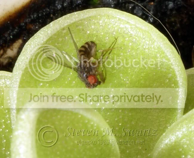 macro-CP-feeding-frenzy-049.jpg