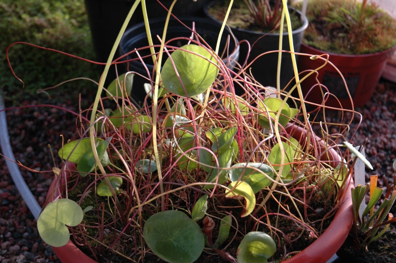 2006-10-30_Rajah_new_pitcher_099.jpg