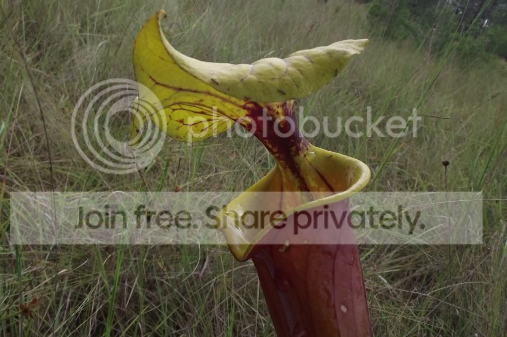 DSCF8119.jpg
