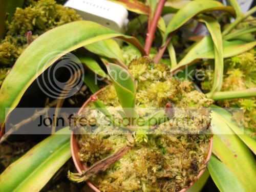 Hpulchella_4-3-12.jpg