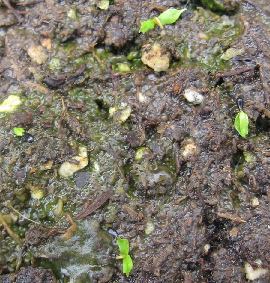 Four_seeds_germinating2.jpg