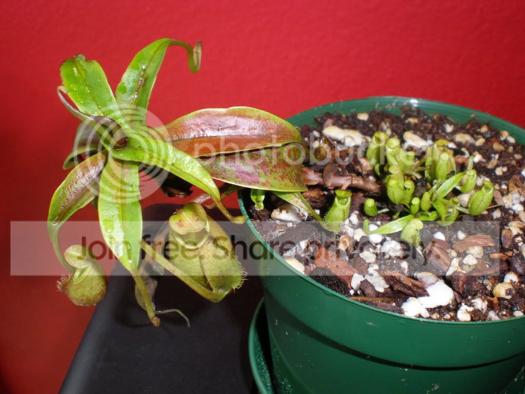 NepenthesGymnamphora.jpg